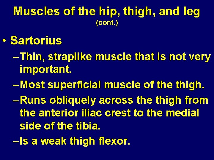 Muscles of the hip, thigh, and leg (cont. ) • Sartorius – Thin, straplike