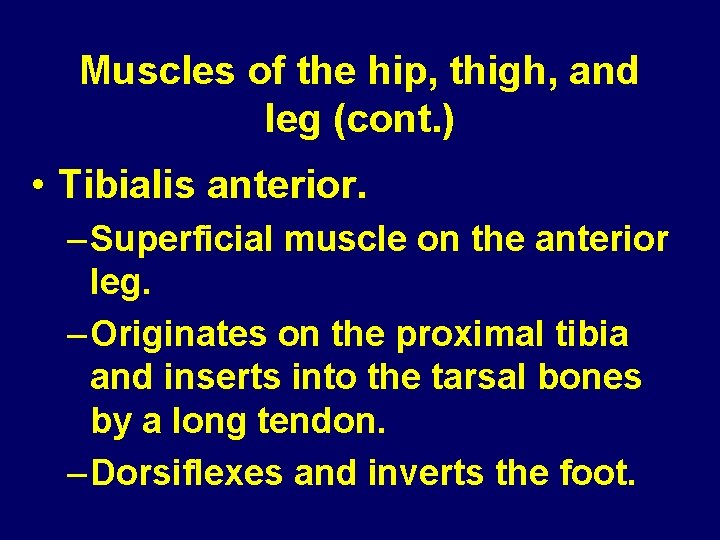 Muscles of the hip, thigh, and leg (cont. ) • Tibialis anterior. – Superficial