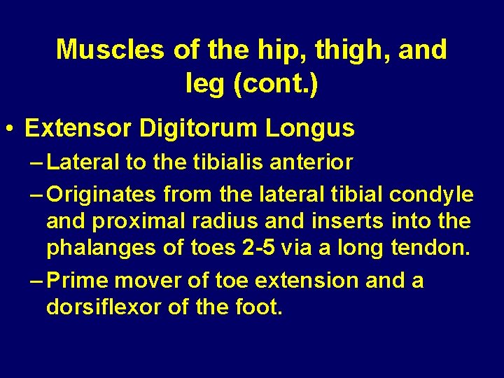 Muscles of the hip, thigh, and leg (cont. ) • Extensor Digitorum Longus – Muscles of the hip, thigh, and leg (cont. ) • Extensor Digitorum Longus –