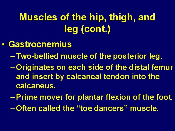 Muscles of the hip, thigh, and leg (cont. ) • Gastrocnemius – Two-bellied muscle Muscles of the hip, thigh, and leg (cont. ) • Gastrocnemius – Two-bellied muscle