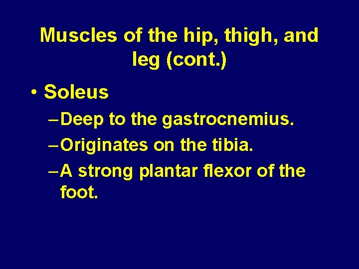 Muscles of the hip, thigh, and leg (cont. ) • Soleus – Deep to