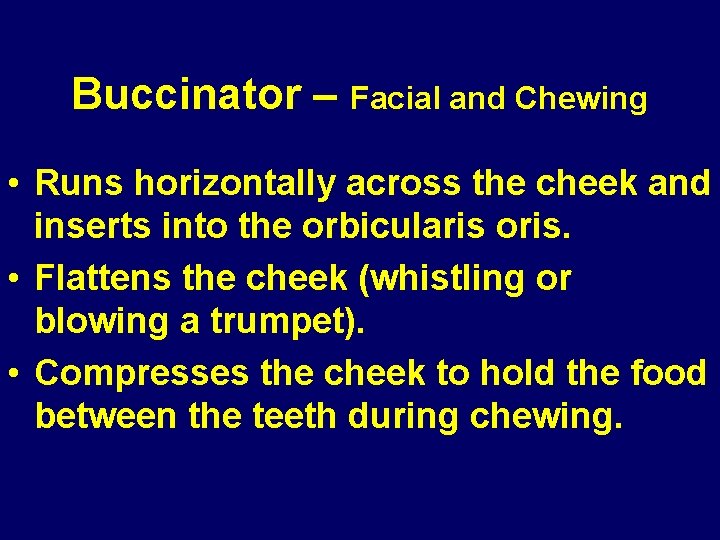 Buccinator – Facial and Chewing • Runs horizontally across the cheek and inserts into