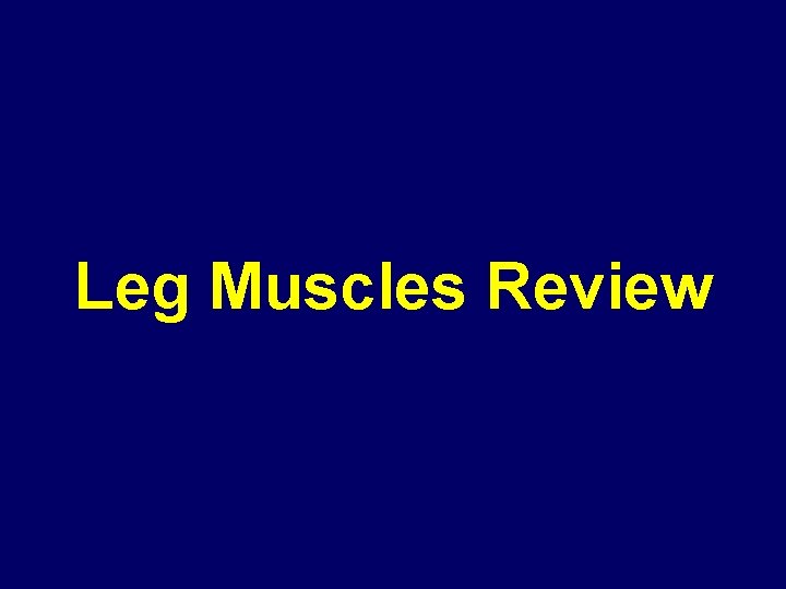 Leg Muscles Review 