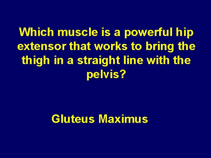 Which muscle is a powerful hip extensor that works to bring the thigh in Which muscle is a powerful hip extensor that works to bring the thigh in