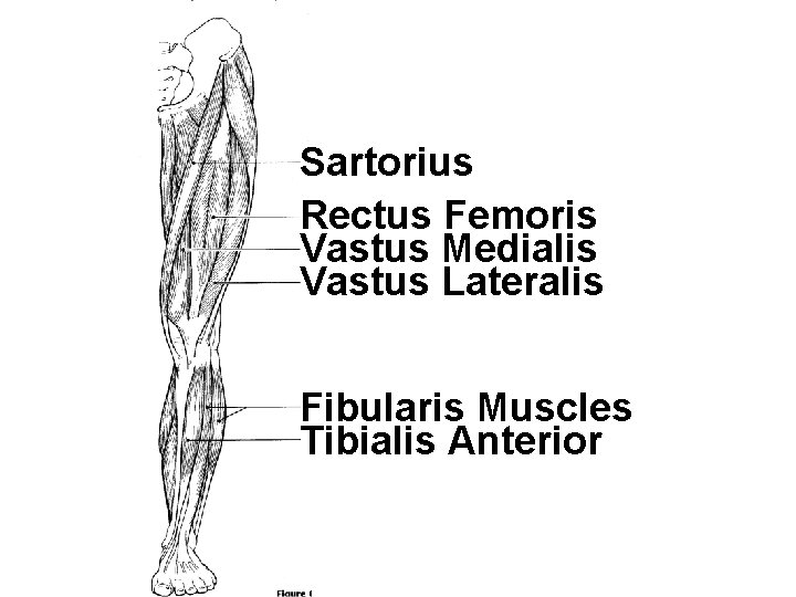 Sartorius Rectus Femoris Vastus Medialis Vastus Lateralis Fibularis Muscles Tibialis Anterior Sartorius Rectus Femoris Vastus Medialis Vastus Lateralis Fibularis Muscles Tibialis Anterior