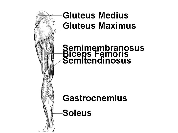 Gluteus Medius Gluteus Maximus Semimembranosus Biceps Femoris Semitendinosus Gastrocnemius Soleus 