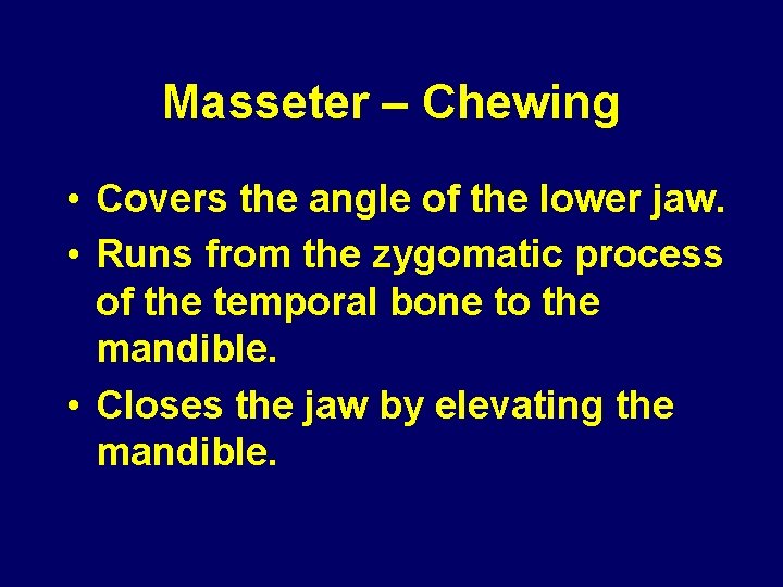 Masseter – Chewing • Covers the angle of the lower jaw. • Runs from