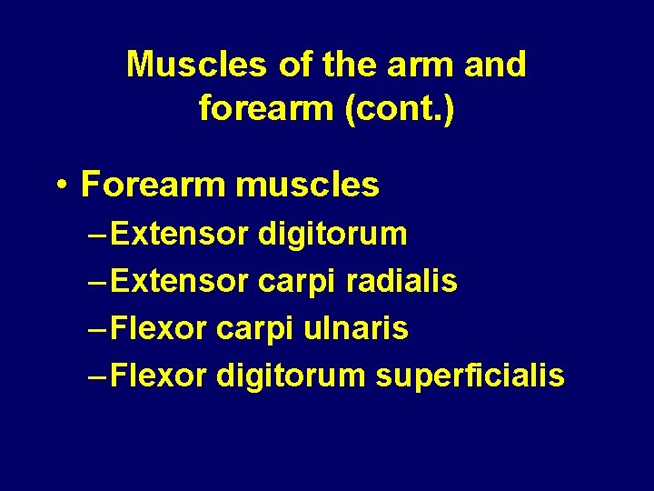 Muscles of the arm and forearm (cont. ) • Forearm muscles – Extensor digitorum