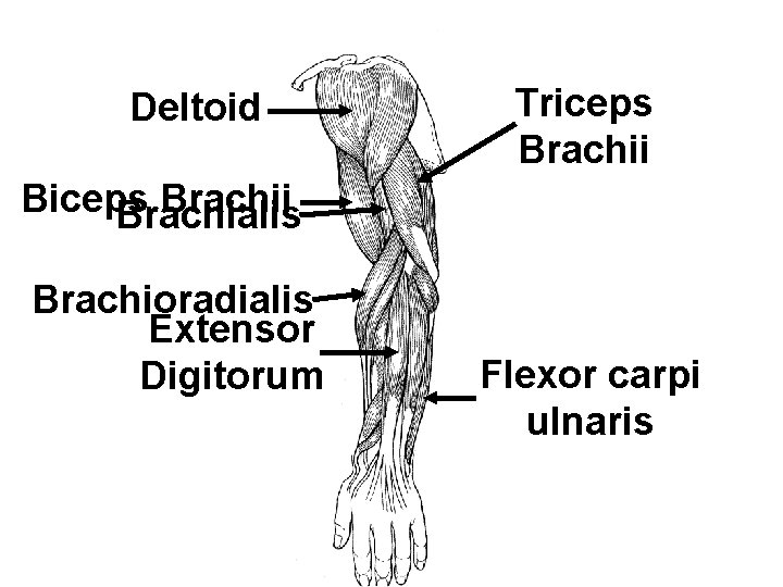 Deltoid Triceps Brachii Brachialis Brachioradialis Extensor Digitorum Flexor carpi ulnaris 