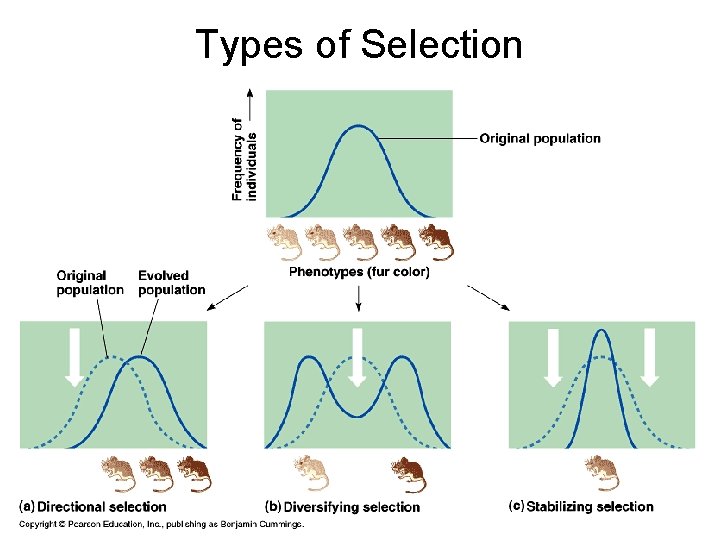 Types of Selection 