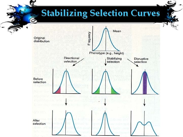 Stabilizing Selection Curves 