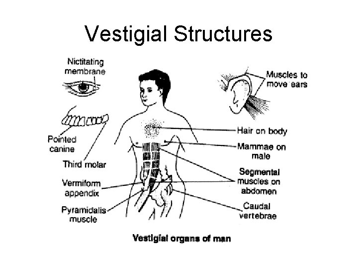 Vestigial Structures 