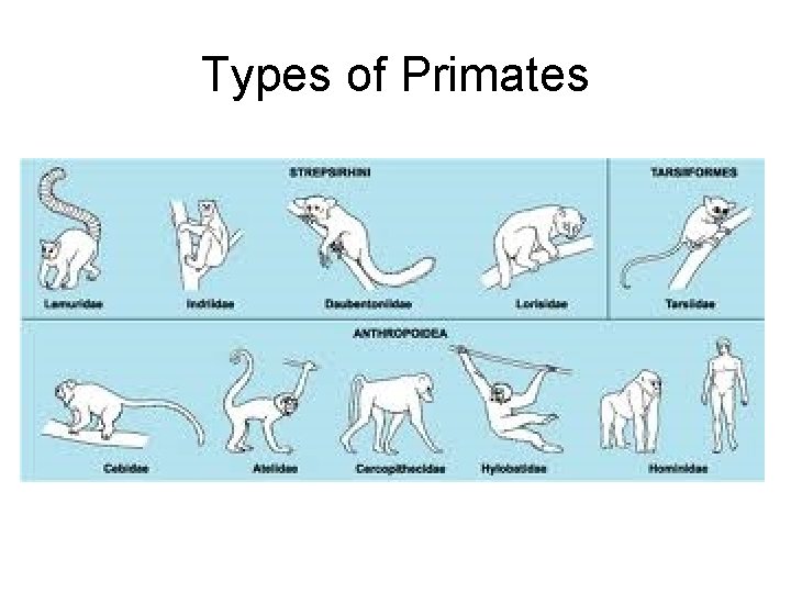 Types of Primates 