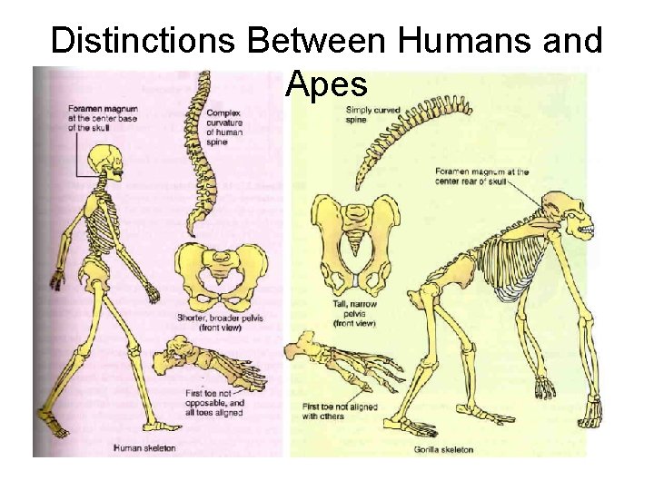 Distinctions Between Humans and Apes 