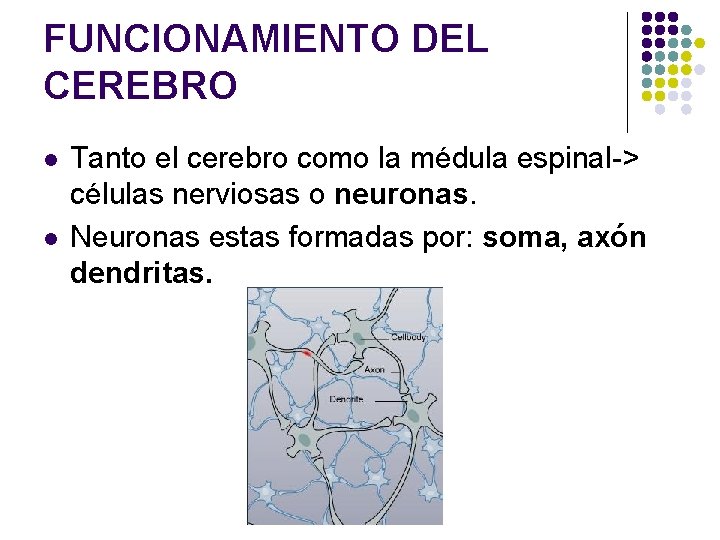 FUNCIONAMIENTO DEL CEREBRO l l Tanto el cerebro como la médula espinal-> células nerviosas