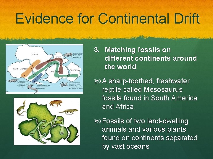 Evidence for Continental Drift 3. Matching fossils on different continents around the world A