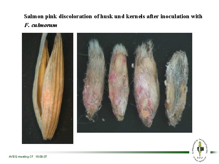 Salmon pink discoloration of husk und kernels after inoculation with F. culmorum AVEQ meeting