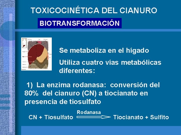 TOXICOCINÉTICA DEL CIANURO BIOTRANSFORMACIÓN Se metaboliza en el hígado Utiliza cuatro vías metabólicas diferentes: TOXICOCINÉTICA DEL CIANURO BIOTRANSFORMACIÓN Se metaboliza en el hígado Utiliza cuatro vías metabólicas diferentes: