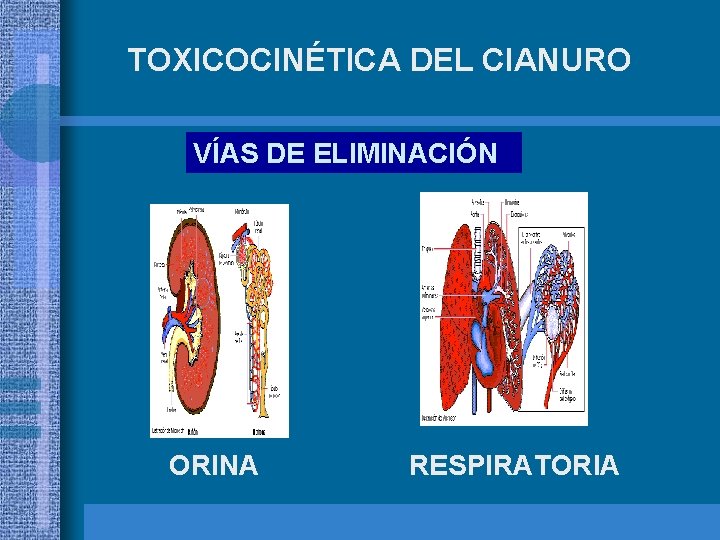 TOXICOCINÉTICA DEL CIANURO VÍAS DE ELIMINACIÓN ORINA RESPIRATORIA 