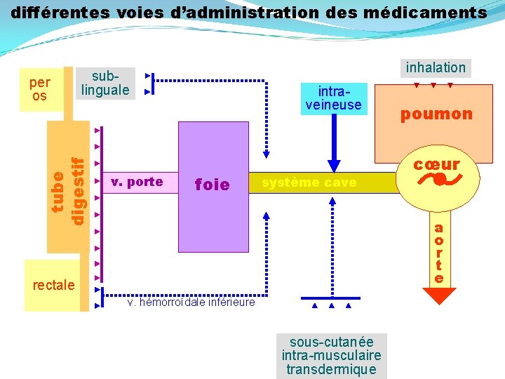 différentes voies d’administration des médicaments tube digestif per os inhalation sublinguale v. porte intraveineuse