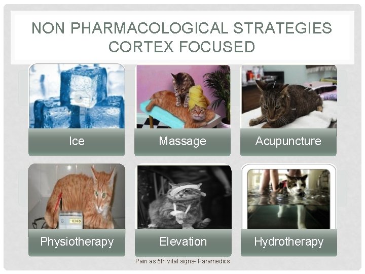 NON PHARMACOLOGICAL STRATEGIES CORTEX FOCUSED Ice Massage Acupuncture Physiotherapy Elevation Hydrotherapy Pain as 5