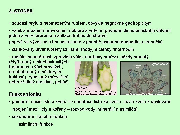 3. STONEK • součást prýtu s neomezeným růstem, obvykle negativně geotropickým • vznik z