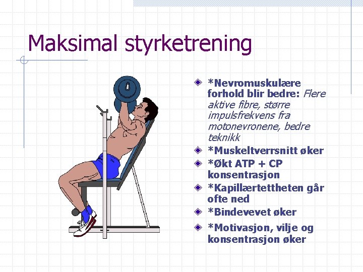 Maksimal styrketrening *Nevromuskulære forhold blir bedre: Flere aktive fibre, større impulsfrekvens fra motonevronene, bedre