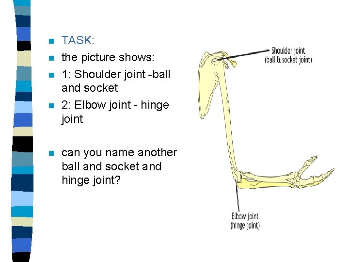 n n n TASK: the picture shows: 1: Shoulder joint -ball and socket 2: