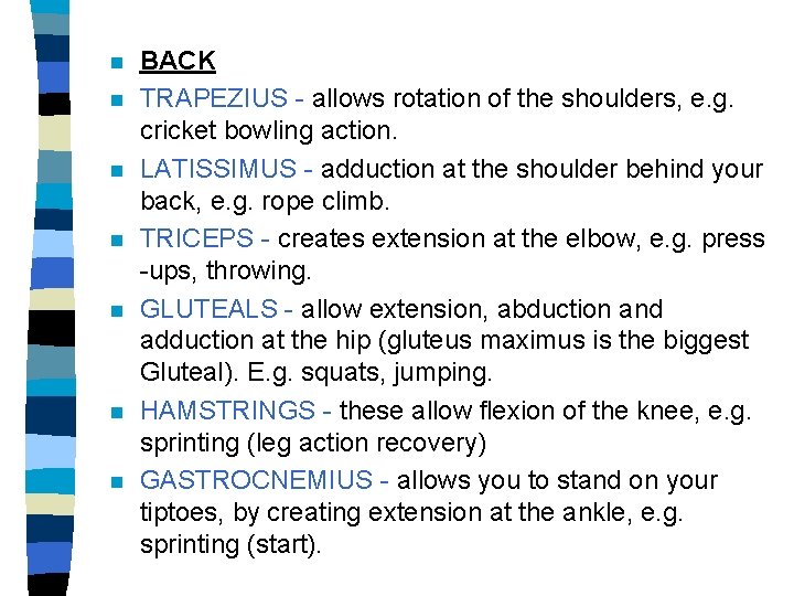 n n n n BACK TRAPEZIUS - allows rotation of the shoulders, e. g.