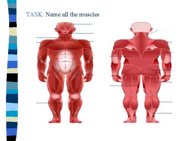 TASK: Name all the muscles 