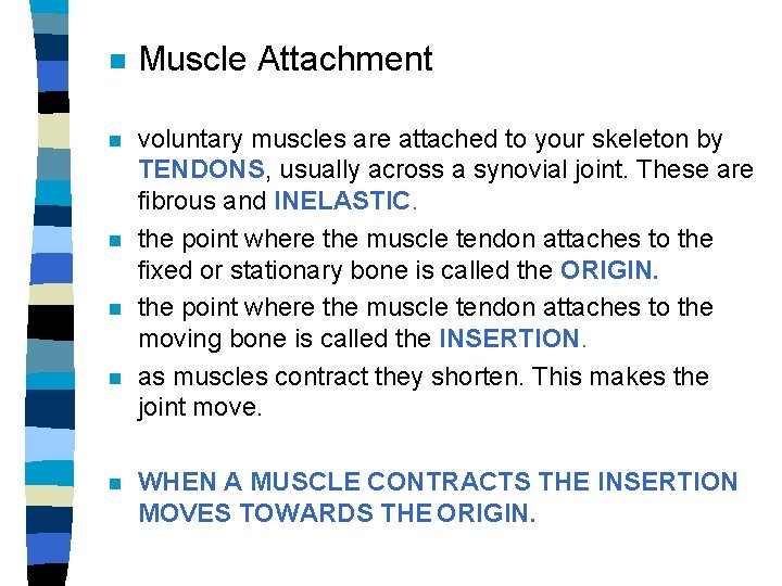 n Muscle Attachment n voluntary muscles are attached to your skeleton by TENDONS, usually