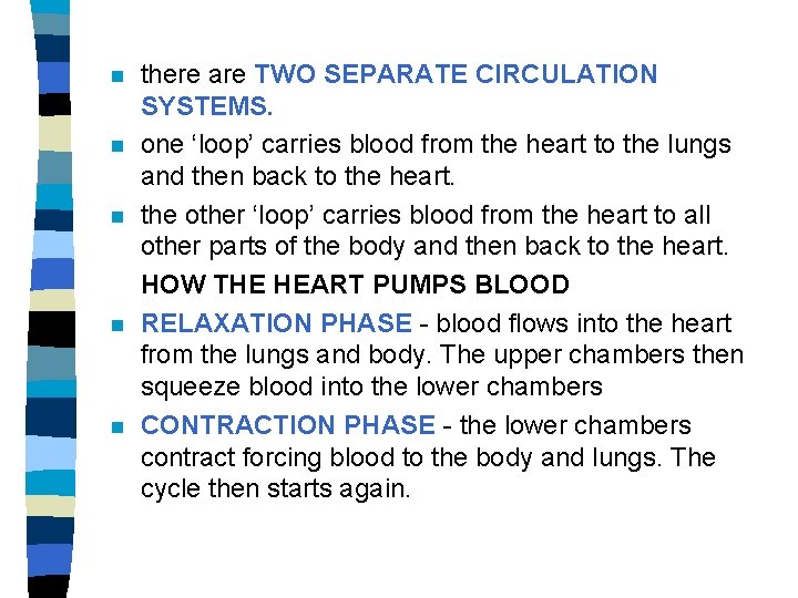 n n n there are TWO SEPARATE CIRCULATION SYSTEMS. one ‘loop’ carries blood from