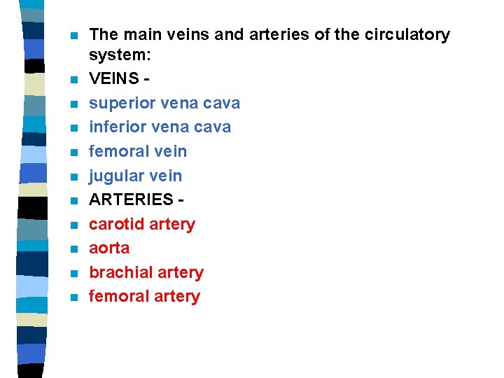 n n n The main veins and arteries of the circulatory system: VEINS superior