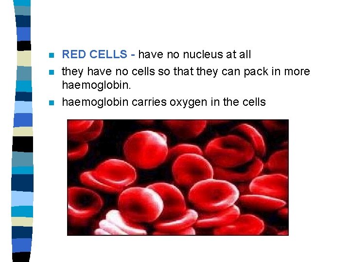 n n n RED CELLS - have no nucleus at all they have no