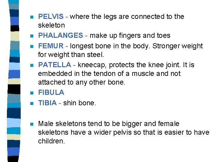 n n n n PELVIS - where the legs are connected to the skeleton