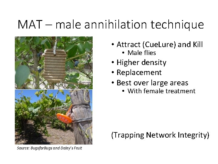 MAT – male annihilation technique • Attract (Cue. Lure) and Kill • Male flies