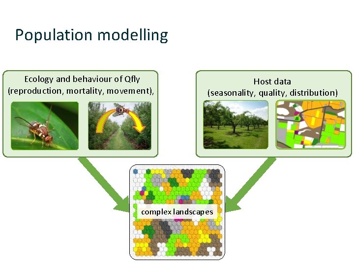 Population modelling Ecology and behaviour of Qfly (reproduction, mortality, movement), Host data (seasonality, quality,