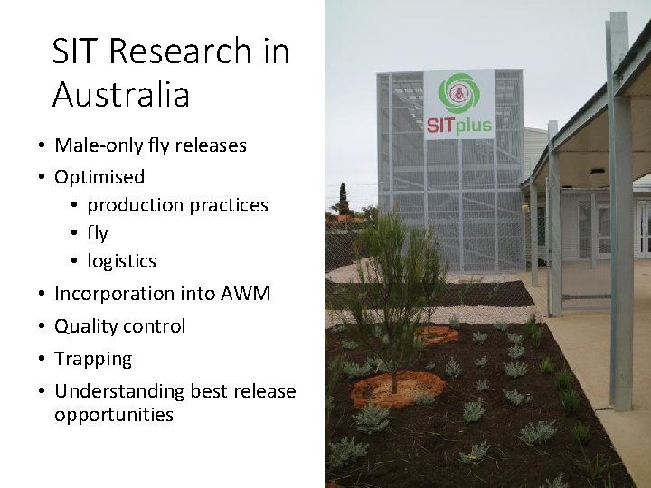 SIT Research in Australia • Male-only fly releases • Optimised • production practices •