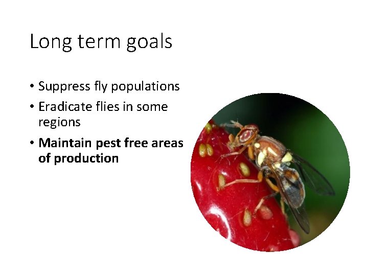 Long term goals • Suppress fly populations • Eradicate flies in some regions •