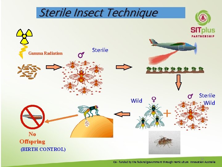 Sterile Insect Technique Gamma Radiation Sterile Wild No Offspring (BIRTH CONTROL) 30 Co -