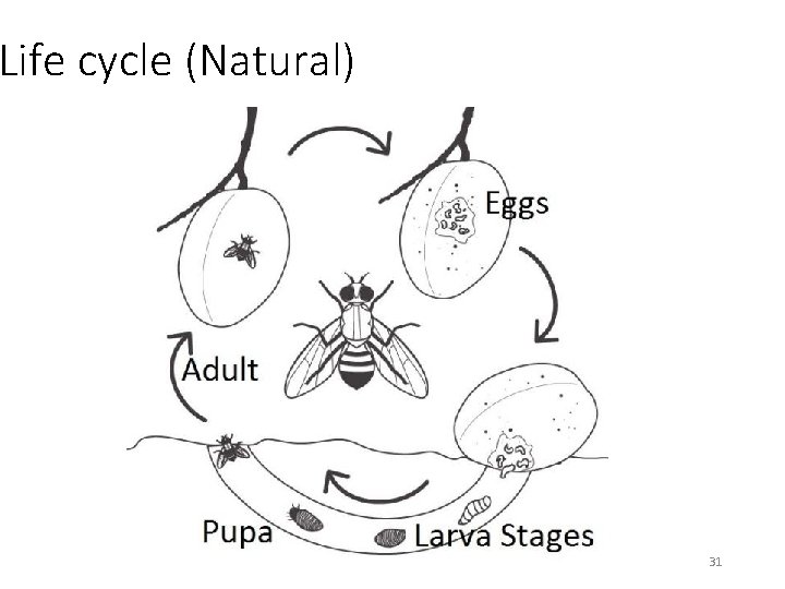 Life cycle (Natural) 31 