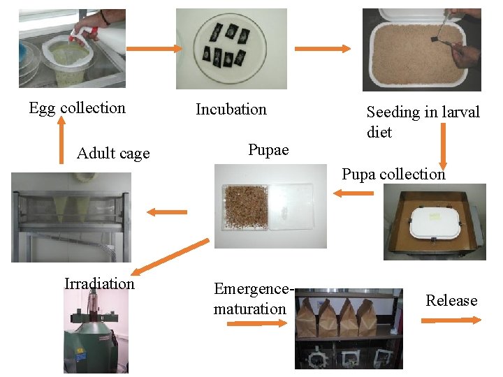 Egg collection Adult cage Incubation Pupae Seeding in larval diet Pupa collection Irradiation Emergencematuration
