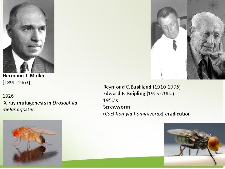 Hermann J. Muller (1890 -1967) 1926 X-ray mutagenesis in Drosophila melanogaster Reymond C. Bushland