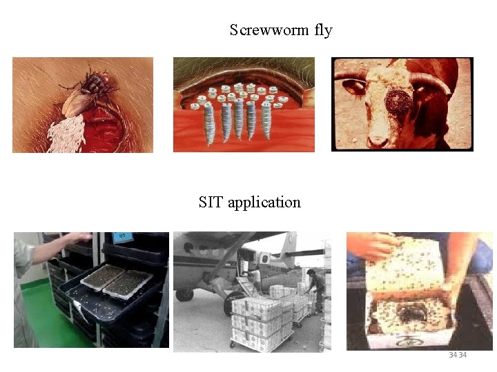 Screwworm fly SIT application 34 34 