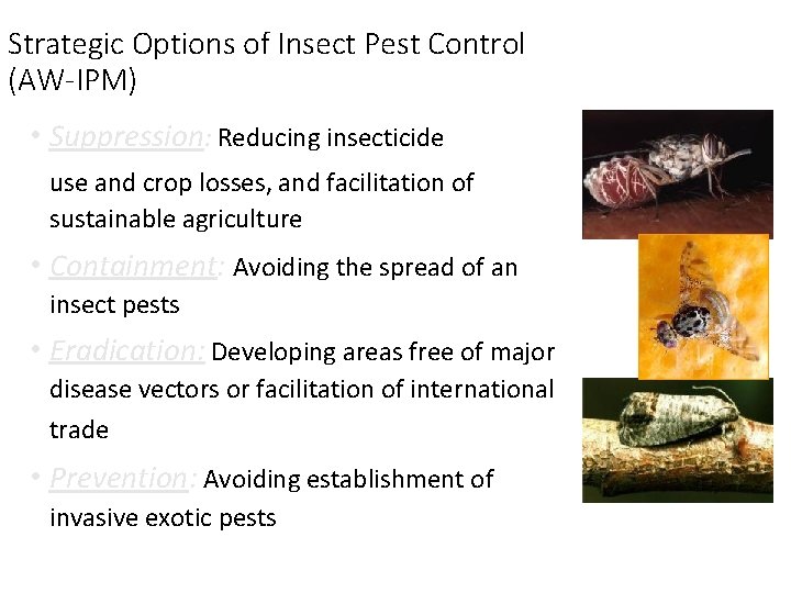 Strategic Options of Insect Pest Control (AW-IPM) • Suppression: Reducing insecticide use and crop