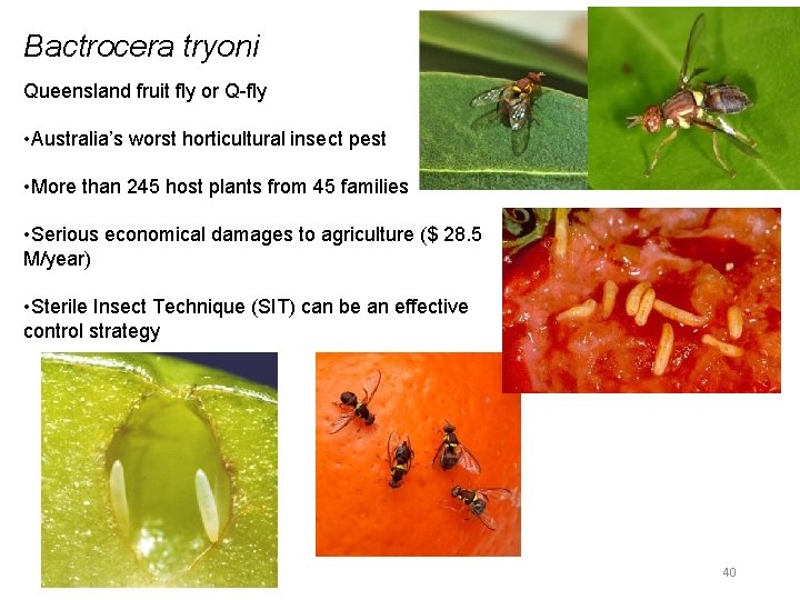 Bactrocera tryoni Queensland fruit fly or Q-fly • Australia’s worst horticultural insect pest •