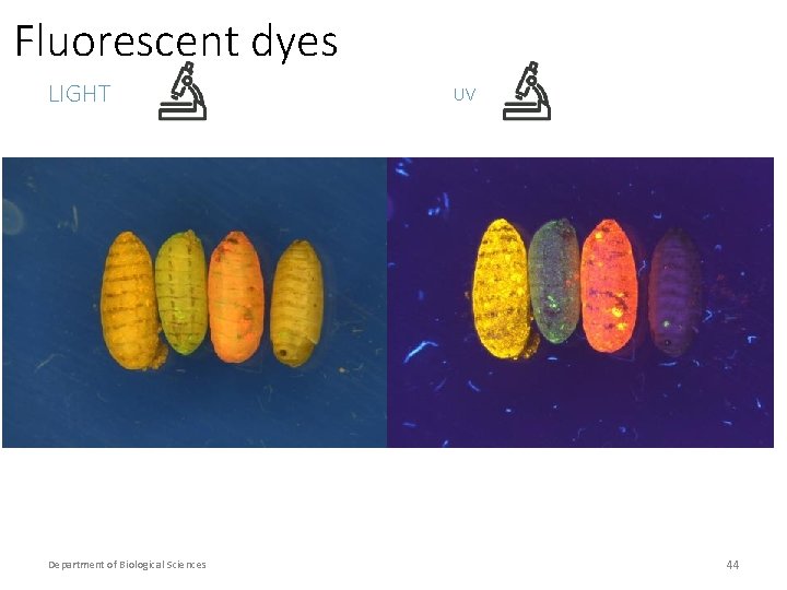 Fluorescent dyes LIGHT Department of Biological Sciences UV 44 