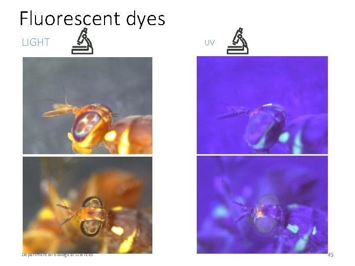 Fluorescent dyes LIGHT Department of Biological Sciences UV 45 