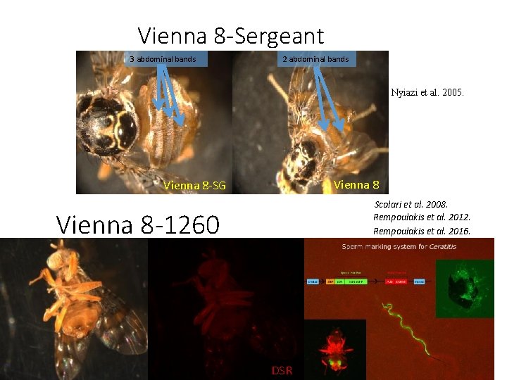 Vienna 8 -Sergeant 3 abdominal bands 2 abdominal bands Nyiazi et al. 2005. Vienna
