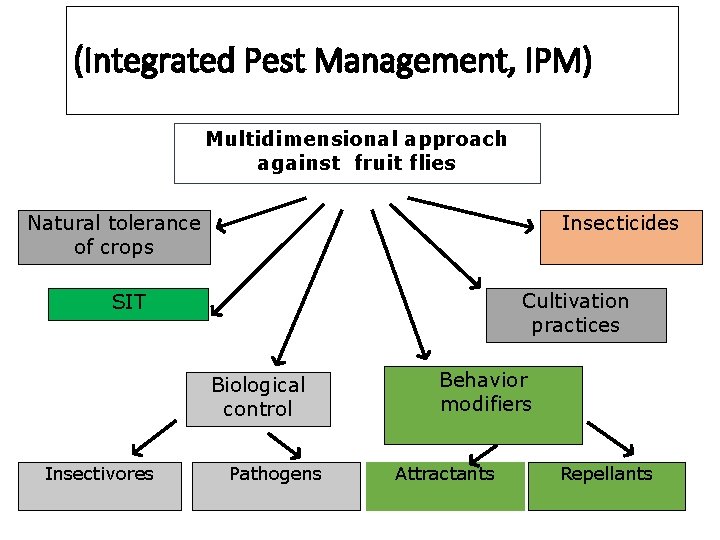 (Integrated Pest Management, IPM) Multidimensional approach against fruit flies Natural tolerance of crops Insecticides